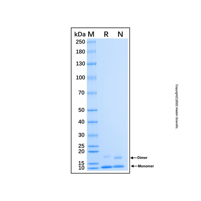 Recombinant Human PF4V1 Protein  -    by Aladdin Scientific