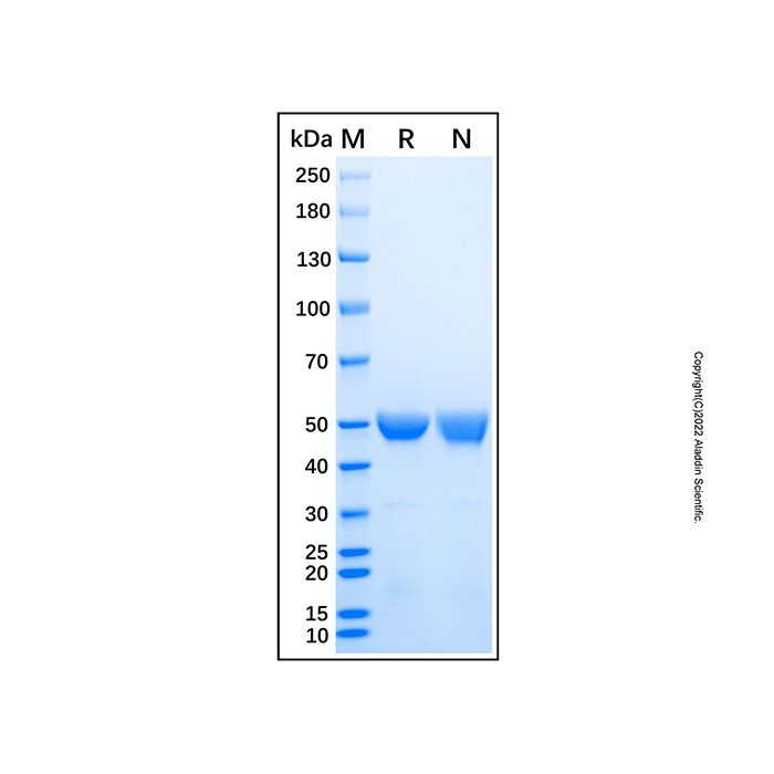 Recombinant Human 6-Phosphogluconate Dehydrogenase/PGD Protein -    by Aladdin Scientific