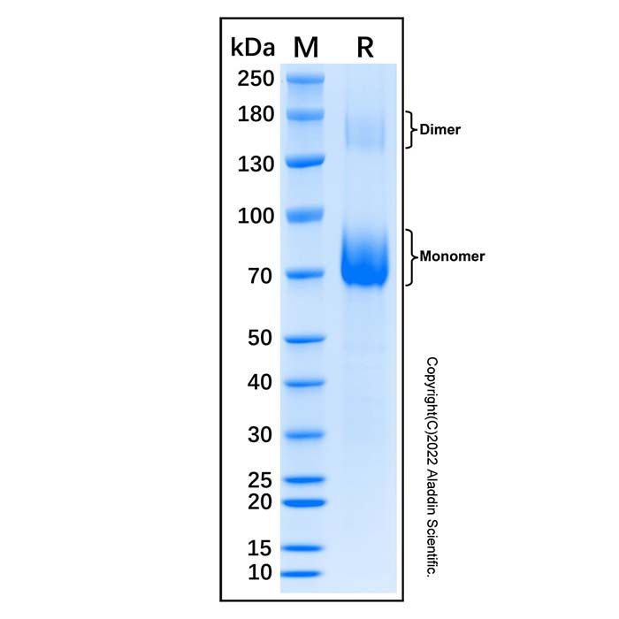 Recombinant Feline CD19 Protein -    by Aladdin Scientific