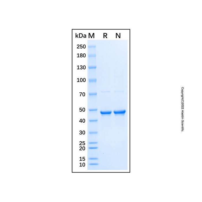 Recombinant Human Topoisomerase II alpha/TOP2A Protein -    by Aladdin Scientific