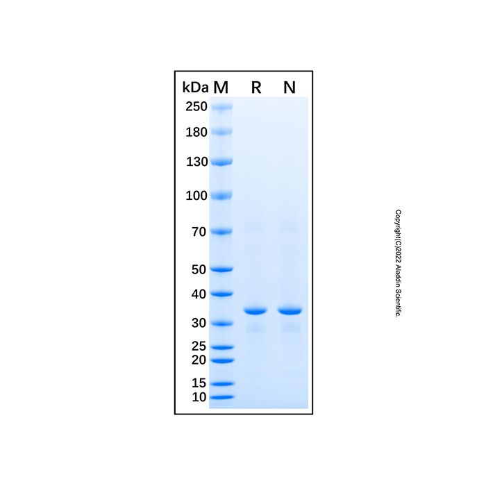 Recombinant Human Pleiotrophin/PTN Protein -    by Aladdin Scientific
