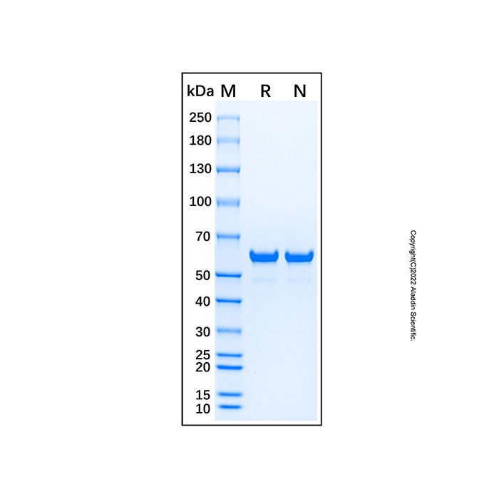 Recombinant Photinus pyralis Luciferase Protein -    by Aladdin Scientific