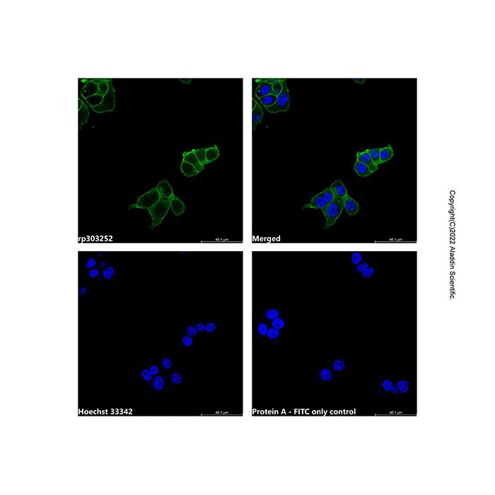 Recombinant Protein A, FITC conjugate  -   CAS No(91932-65-9) by Aladdin Scientific