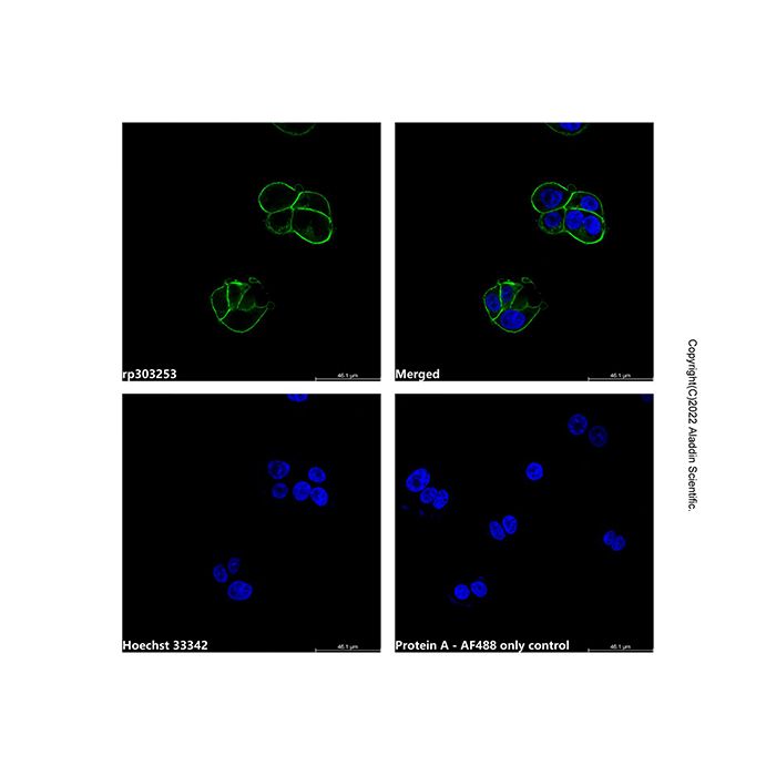 Recombinant Protein A, AF488 conjugate  -   CAS No(91932-65-9) by Aladdin Scientific