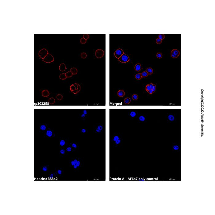 Recombinant Protein A, AF647 conjugate -   CAS No(91932-65-9) by Aladdin Scientific