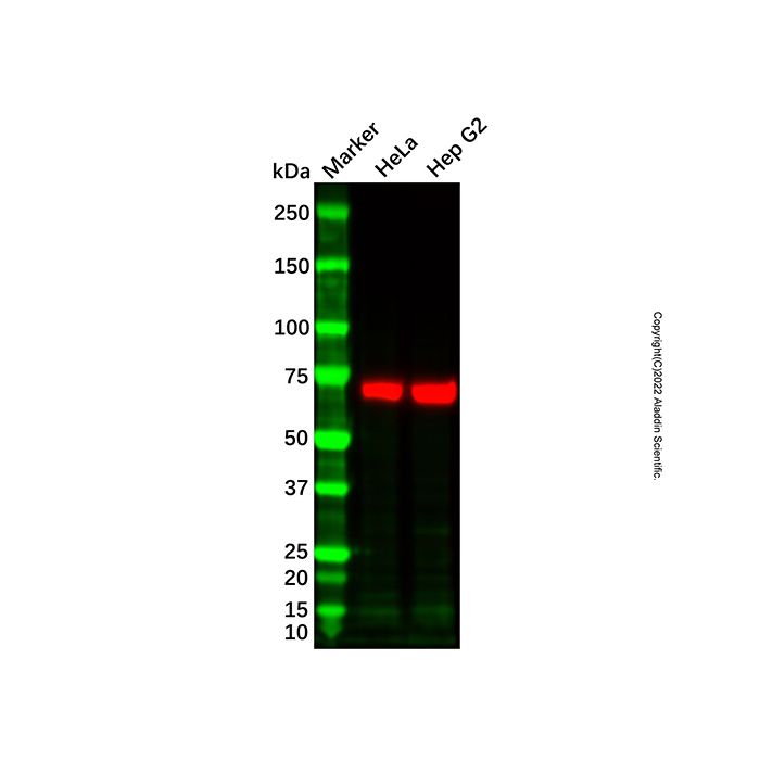Recombinant Protein A/G, HRP conjugate -    by Aladdin Scientific