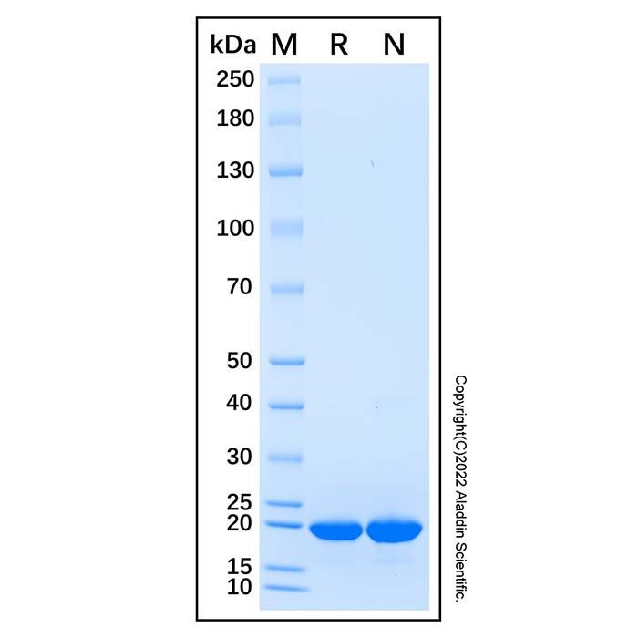 Recombinant Human FGF14/FHF4 Protein -    rp330841 by Aladdin Scientific