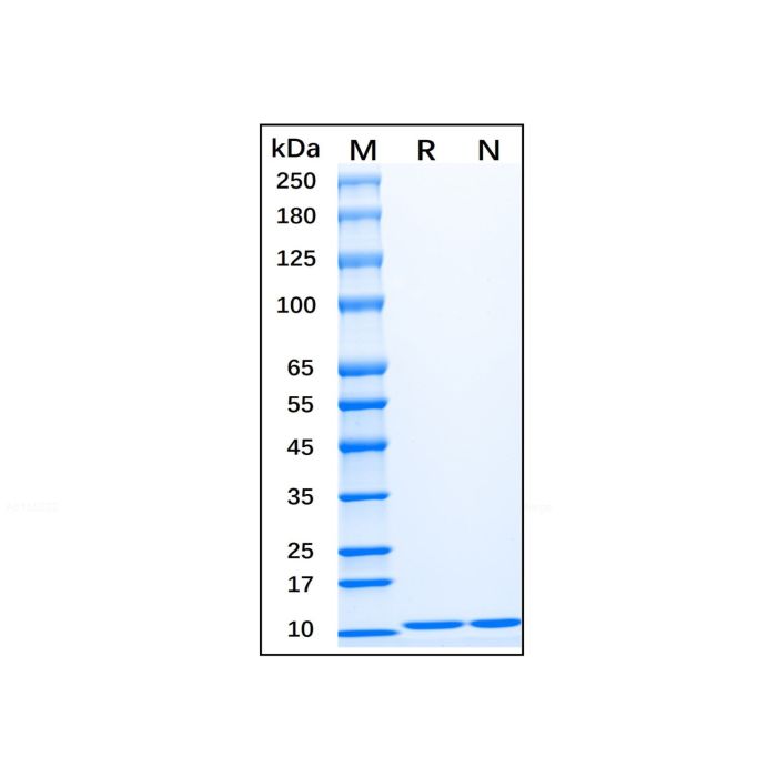 Recombinant Human IL-13 Protein -    by Aladdin Scientific