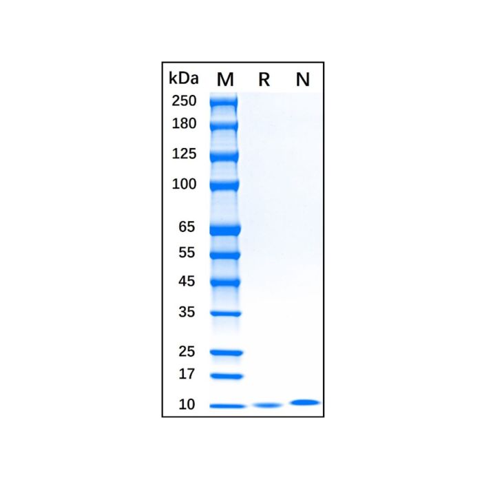 Recombinant Human LR3 IGF-1 Protein -   CAS No(946870-92-4) by Aladdin Scientific