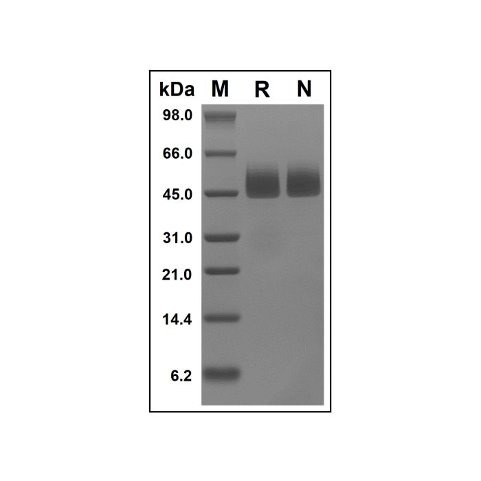 Recombinant Human Neuroserpin Protein -    by Aladdin Scientific