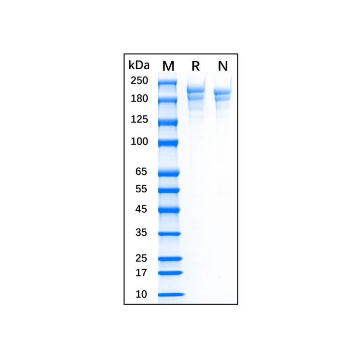 Recombinant Human Fibronectin Protein -   CAS No(86088-83-7) by Aladdin Scientific