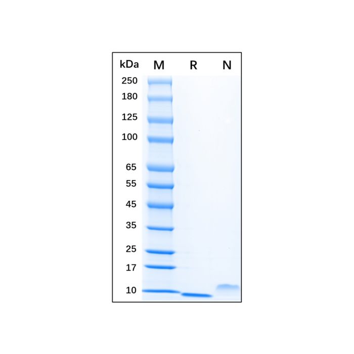 Recombinant Human EGF Protein -   CAS No(62253-63-8) by Aladdin Scientific