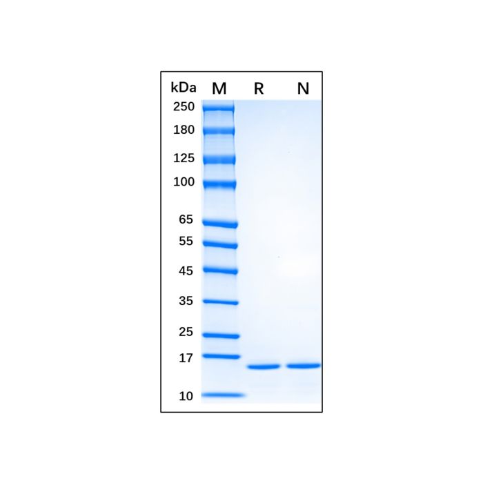Recombinant Human FGF basic/FGF2/bFGF(155aa) Protein -   CAS No(62031-54-3) by Aladdin Scientific