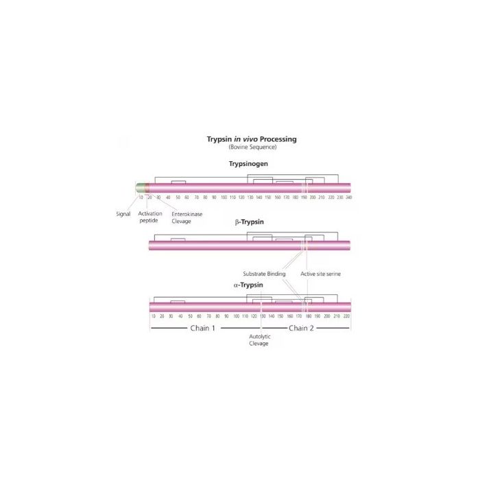 Trypsin from bovine pancreas -   CAS No(9002-07-7) by Aladdin Scientific