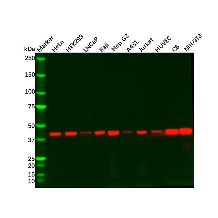 Recombinant ACTA2 Antibody -    by Aladdin Scientific