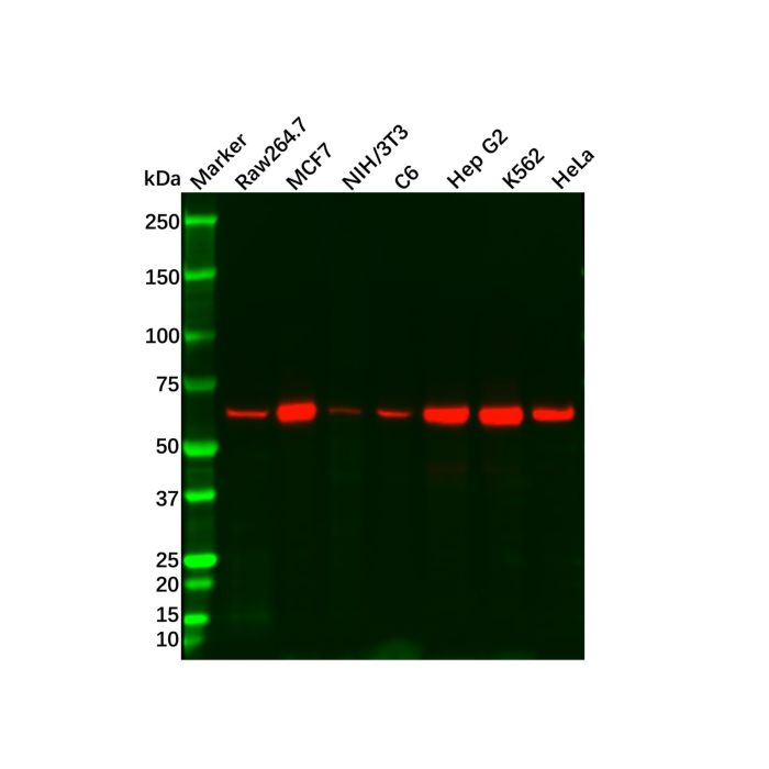 Recombinant AMPK alpha 1 Antibody -    by Aladdin Scientific