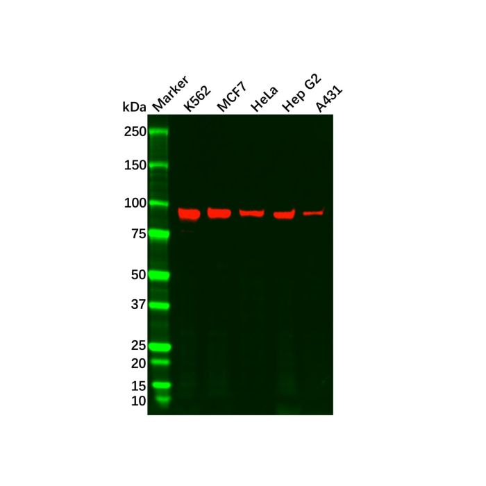 Recombinant Argonaute-2 Antibody -    by Aladdin Scientific