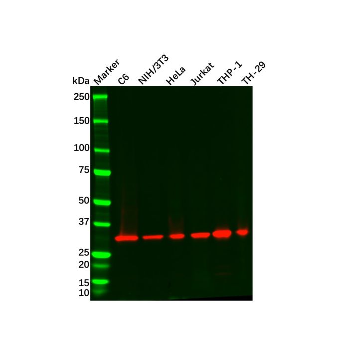 Recombinant ARPC2 Antibody -    by Aladdin Scientific