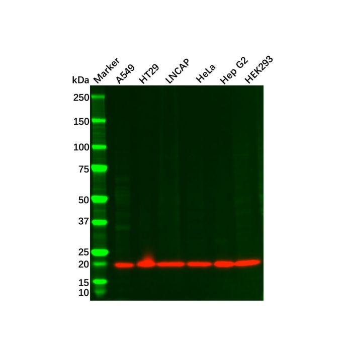 Recombinant Bax Antibody - by Aladdin Scientific