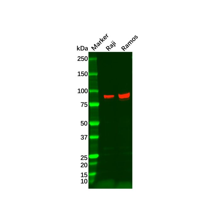Recombinant BCL6 Antibody -    by Aladdin Scientific