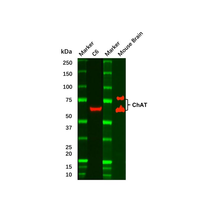Recombinant Choline Acetyltransferase Antibody - Primary antibody   by Aladdin Scientific