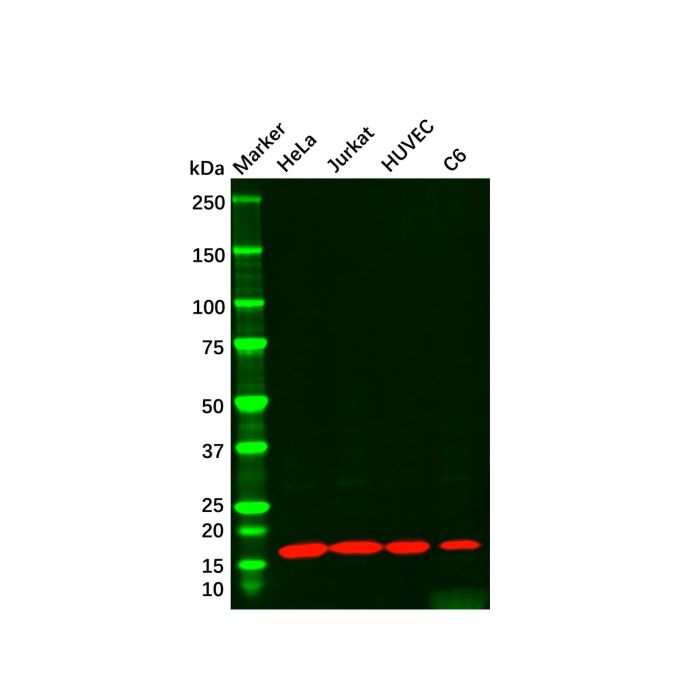 Cyclophilin A Mouse mAb -    by Aladdin Scientific
