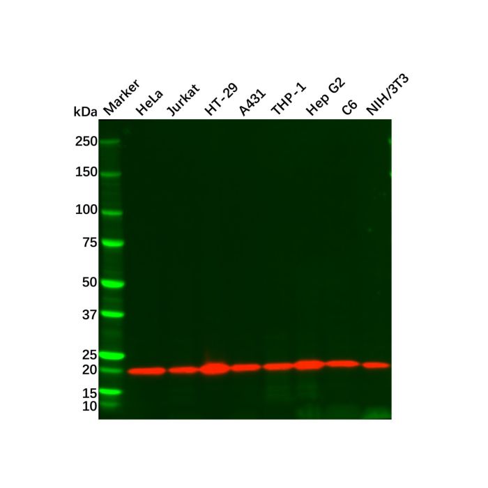 Cyclophilin B Mouse mAb - by Aladdin Scientific