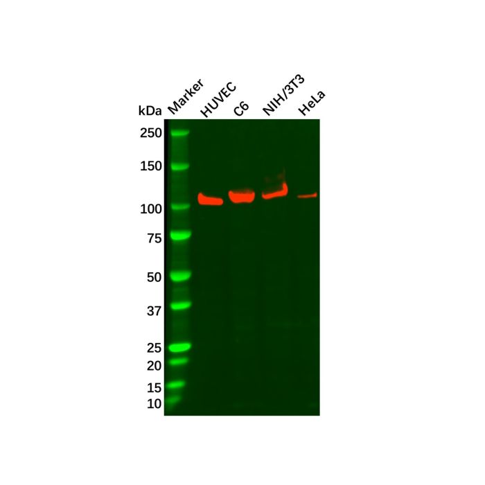 Recombinant Drebrin Antibody -    by Aladdin Scientific