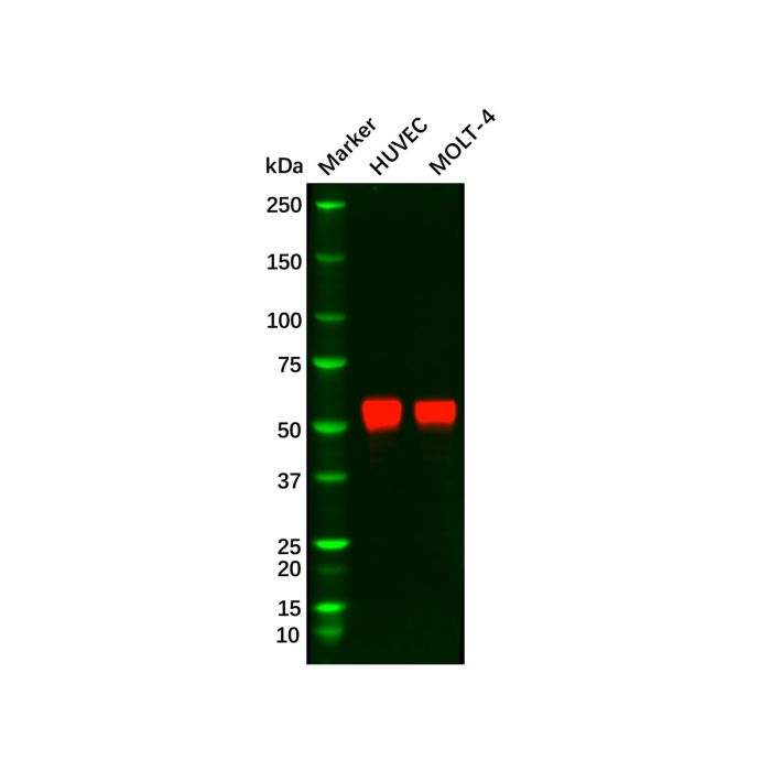 Recombinant ERG Antibody -    by Aladdin Scientific