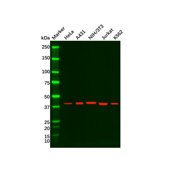 Recombinant ERK1 Antibody - Primary antibody   by Aladdin Scientific