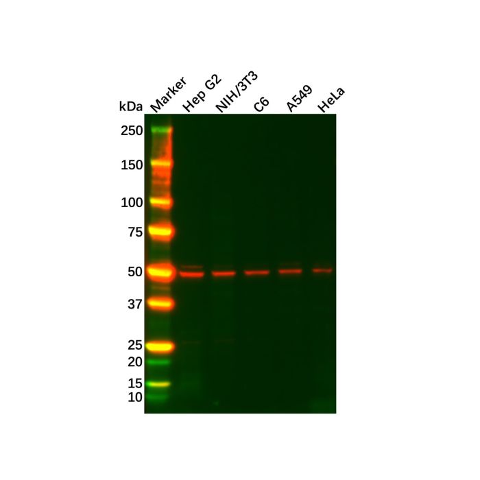 Recombinant FADS1 Antibody -    by Aladdin Scientific