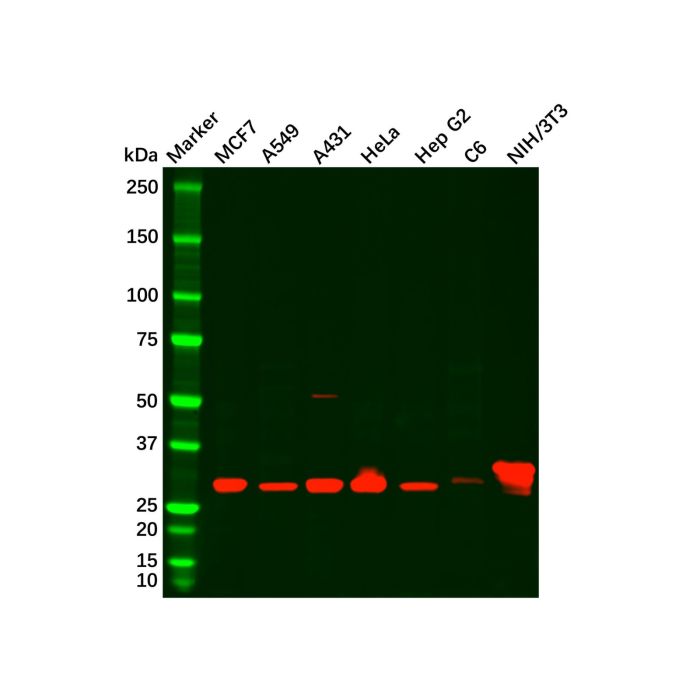 Galectin 3 Antibody -    by Aladdin Scientific