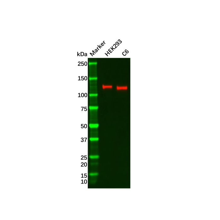 Recombinant GEF H1 Antibody -    by Aladdin Scientific