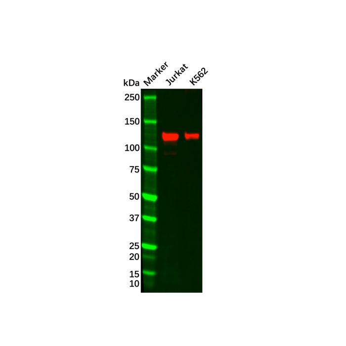 Recombinant GEF H1 Antibody -    by Aladdin Scientific