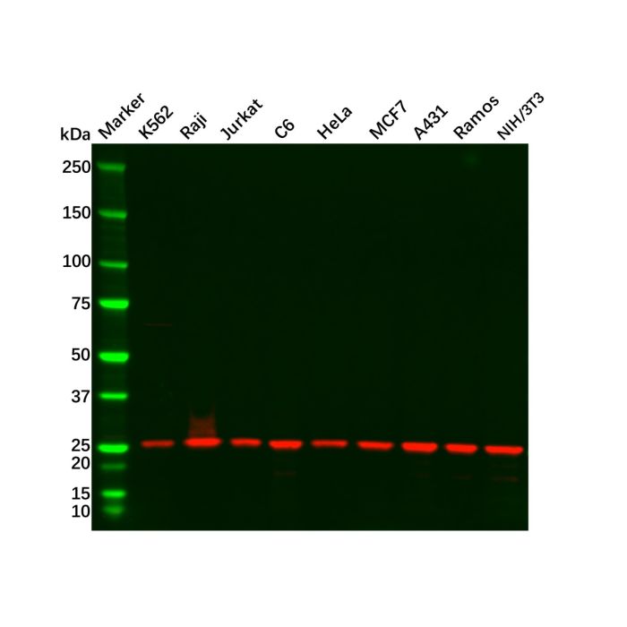 GRB2 Mouse mAb - by Aladdin Scientific