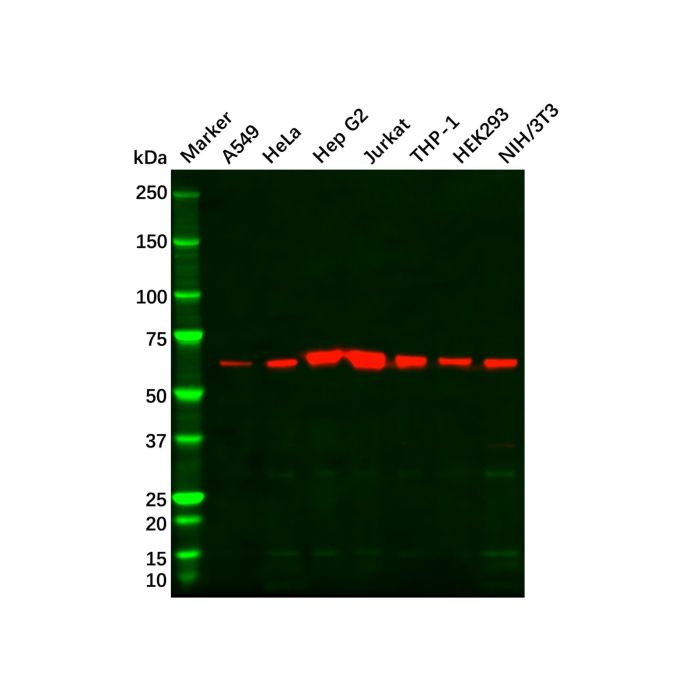 HDAC1 Mouse mAb -    by Aladdin Scientific