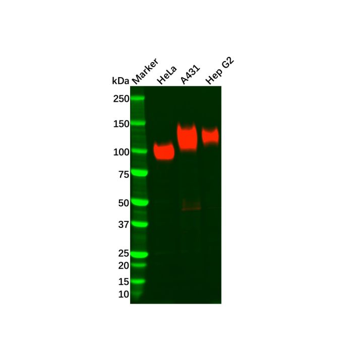 Recombinant LAMP1 Antibody -    by Aladdin Scientific