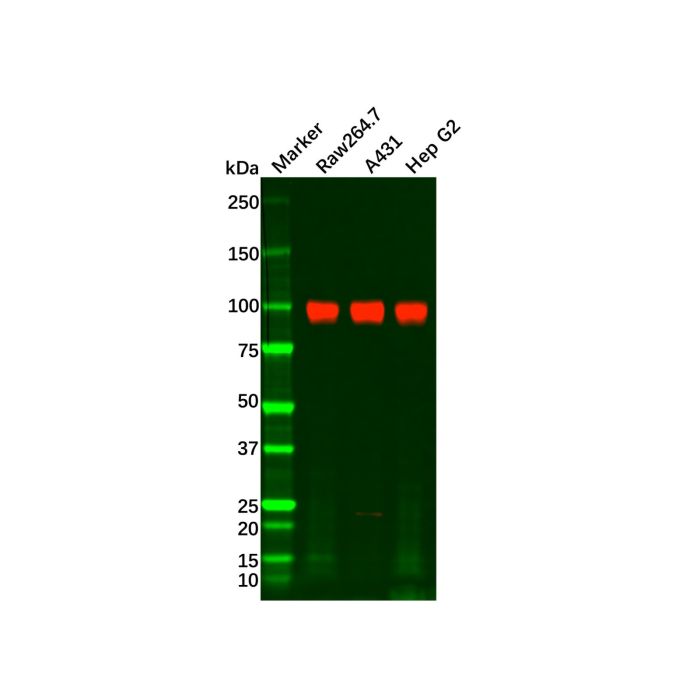 Recombinant ATP1A1 Antibody -    by Aladdin Scientific