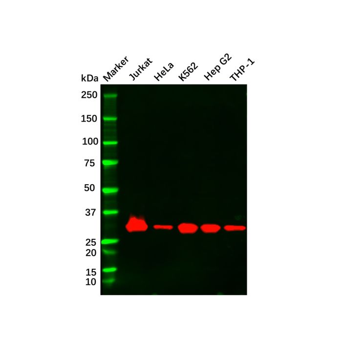 Recombinant Caspase3 Antibody - by Aladdin Scientific