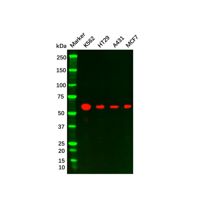 Recombinant ELK1 Antibody -    by Aladdin Scientific