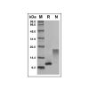 Recombinant Human CCL23/MPIF-1 Protein - by