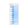 Recombinant Human IFN-omega Protein -    by