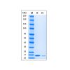 Recombinant Human IL-7 Protein - by