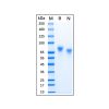 Recombinant Human Nectin-3 Protein