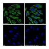 Streptavidin protein (FITC) -    by Aladdin Scientific