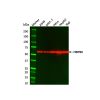 Raji Whole Cell Lysate