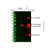 Flag-tag Protein IP Assay Kit (Agarose Gel)
