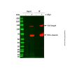 Anti-Myc Affinity Gel
