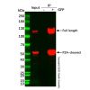 UltraBio™ Anti-GFP Magnetic Beads - by Aladdin Scientific
