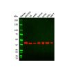 beta Actin Antibody
